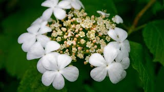 High bush cranberry  Viburnum trilobum [upl. by Spring]