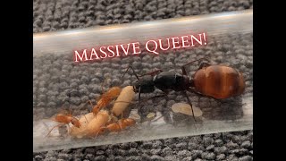 Meet My HUGE New Carpenter Ant Colony Biggest Species in the US  Camponotus CA02 [upl. by Aneeuqal304]