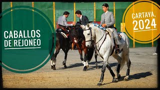 CABALLOS DE REJONEO LEA VICENS ESPAÑA RUI FERNANDES  FERIA DEL CABALLO CARTAYA 2024 HUELVA [upl. by Jeggar930]