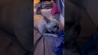 RYMANS 500 THREAD COUNT EGYPTIAN COTTON SHEETS shorts french bulldog fyp viralvideo dog [upl. by Maxim]