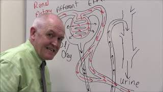 Renal 8 Nephron and blood supply [upl. by On]