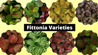 20 Most Beautiful Fittonia Varieties 2021  Nerve plant varieties [upl. by Kellie782]