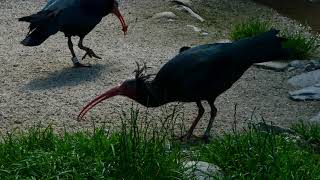 Waldrapp Black Bird Schwarzer Vogel Tiergarten Zoo Schönbrunn Wien Österreich [upl. by Wynn]