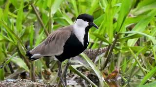 SpurWinged lapwing Callig Song  Short video 4KUHD Birds Photography  Wildlife Animals [upl. by Suiravaj461]