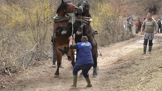 Borba pastuva u štranjgama na druženju u Drvaru [upl. by Zandt]