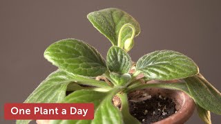 Primulina sp Hotei Houseplant Care — 327 of 365 [upl. by Ener]