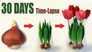 Tulips From Bulbs in Water 💦🌷 Time Lapse [upl. by Pederson]