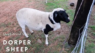 Dorper Sheep  Sheep Breed Series [upl. by Libre747]