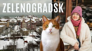 Russian City of CATS 🐈  Exploring Zelenogradsk Kaliningrad Oblast [upl. by Hoenack712]