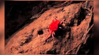 Secrets of the Red Velvet Mite [upl. by Ettennor443]