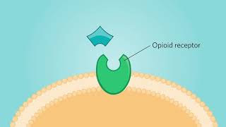 Full Opioid Agonists and Opioid Antagonists [upl. by Eada]