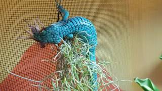 Abronia graminea feeding [upl. by Margalit]