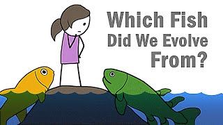 Which Fish Did We Evolve From [upl. by Retrak]