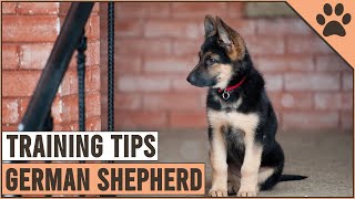 Best German Shepherd Puppy Training Tips  Dog World [upl. by Marcela]