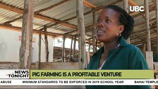 Pig farming is a profitable venture in Uganda [upl. by Eglanteen185]