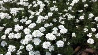 Iberis sempervirens  Evergreen Candytuft [upl. by Obla]