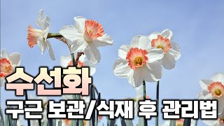 가을에 심는 봄꽃 수선화 구근 보관법부터 연출 꿀팁까지 한번에 알려드립니다 [upl. by Latia]