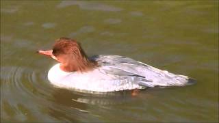 Common Merganser [upl. by Darin578]