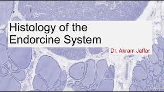 Histology of the endocrine system [upl. by Jit]