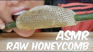 ASMR RAW HONEYCOMB EATING SOUNDS  SASASMR Part 4 [upl. by Torrin76]