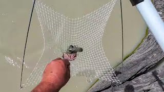 Catching Yabbies With Genuine Crawfish Nets [upl. by Bashuk]