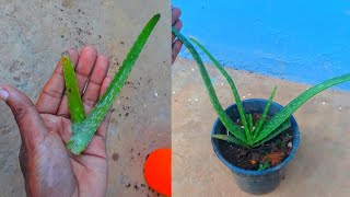 How to grow aloe vera plant from a cutting [upl. by Calva135]