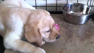 Labrador 8wk old pup eating raw food chicken [upl. by Omle]