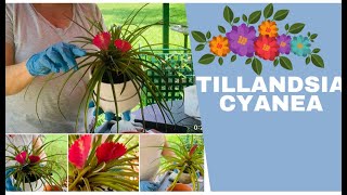 Como cuidar la Tillandsia Cyanea  Bromelia  Clavel del Aire [upl. by Vocaay]