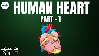 Life Processes  Lesson 20  Human Heart Part 1  in Hindi हिंदी में   Infinity Learn [upl. by Eidualc205]