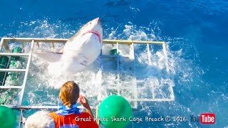 Great White Shark Cage Breach Accident Official [upl. by Anitrebla]