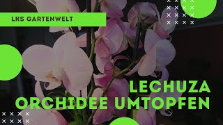 Orchidee in Lechuza umtopfen  Phalaenopsis  Deltini [upl. by Mick]