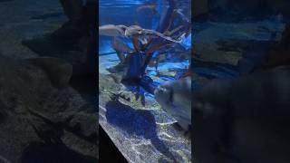 sea life centre alton towers sharkbait reef sealife sealifeaquarium altontowers pov themepark [upl. by Aneerak]