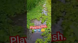 Plying fish 😲🦈😲🦈shortsyoutubeshorts viralshort fish machhali machhali fishnig [upl. by Ennayehc]