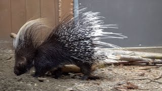 Porky the Porcupine [upl. by Lledrev]