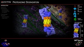 Proteasome Animation 3D Molecular Biology [upl. by Anatollo572]