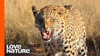 Young Leopard Invades Territory of Old Leopard  Predator Perspective [upl. by Dustin]