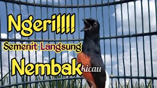 PANCINGAN MURAI BATU GACOR BONGKAR MATERI SEREM SEKALI DENGAR MURAI NYAUT LANGSUNG EMOSI NEMBAK [upl. by Lilli]