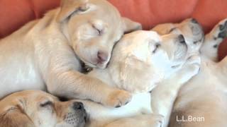 More Sleepy Puppies  LLBean [upl. by Bakemeier]