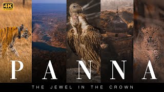 Panna National Park  A must watch 12 minutes Wildlife Documentary  4K [upl. by Fenton457]