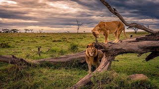 GRAN Documental  La ultima leona  Leones SALVAJE [upl. by Ellynn]