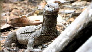 Wildlife Today  Monitor lizard eating its prey [upl. by Sessilu]