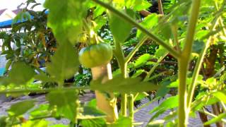 Growing costoluto genovese tomato [upl. by Dreddy]