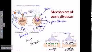 Autoimmunity self immunity [upl. by Karlyn44]