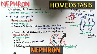 nephron structure And Functions  Class 12 Biology [upl. by Pompea]