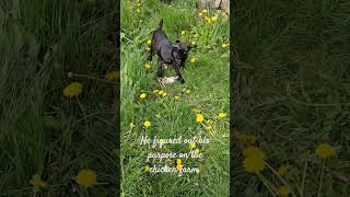 patterdale terrier doing his job puppy patterdaleterrier ratkiller [upl. by Fu]