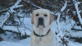 Labrador Retriever Benjamin Bear [upl. by Ernald729]