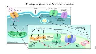 Diabète  le rôle de linsuline conseilsanté [upl. by Sanoy]