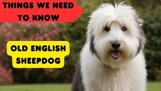 Old English Sheepdog Breed Information Everything You Need to Know [upl. by Haran168]