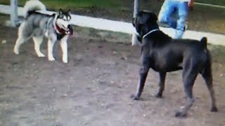 Cane Corso Enters Dog Park Ready To Fight [upl. by Golda]