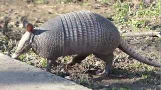 Texas Armadillo [upl. by Nonac]